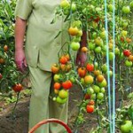 Оптимизация изображения